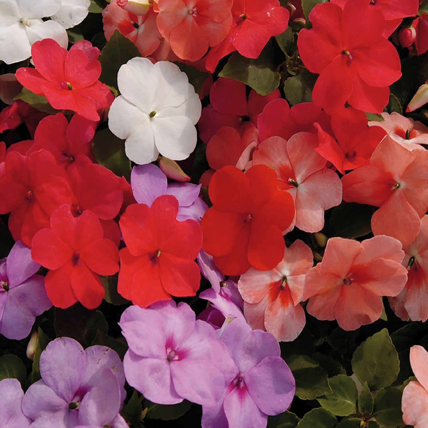 A variety of Impatiens flowers in bloom, displaying colors such as pink, red, orange, and white.